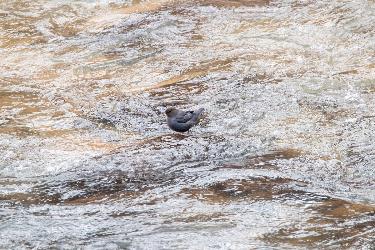 American Dipper - ML620589133