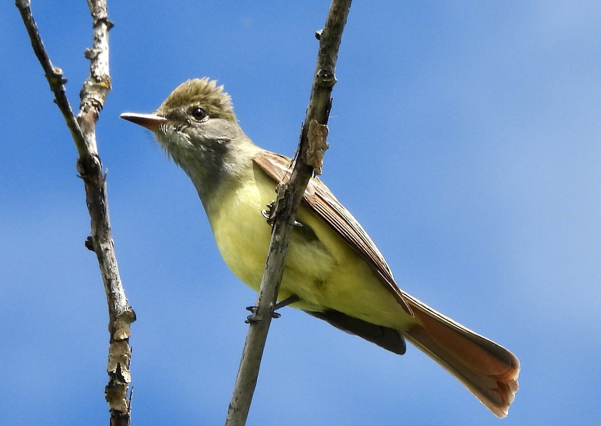 Great Crested Flycatcher - ML620589149
