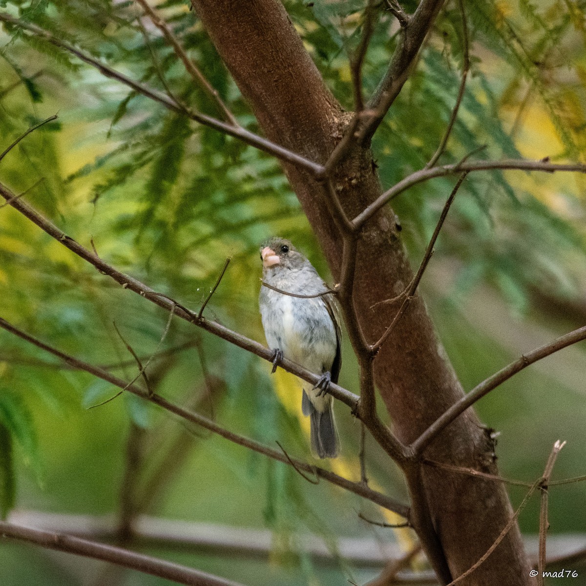 Gray Seedeater - ML620589150
