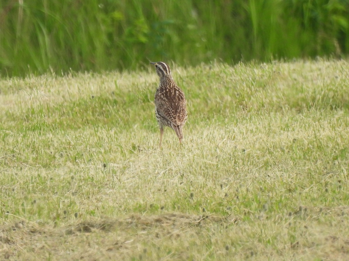 Western Meadowlark - Emmanuel Hains