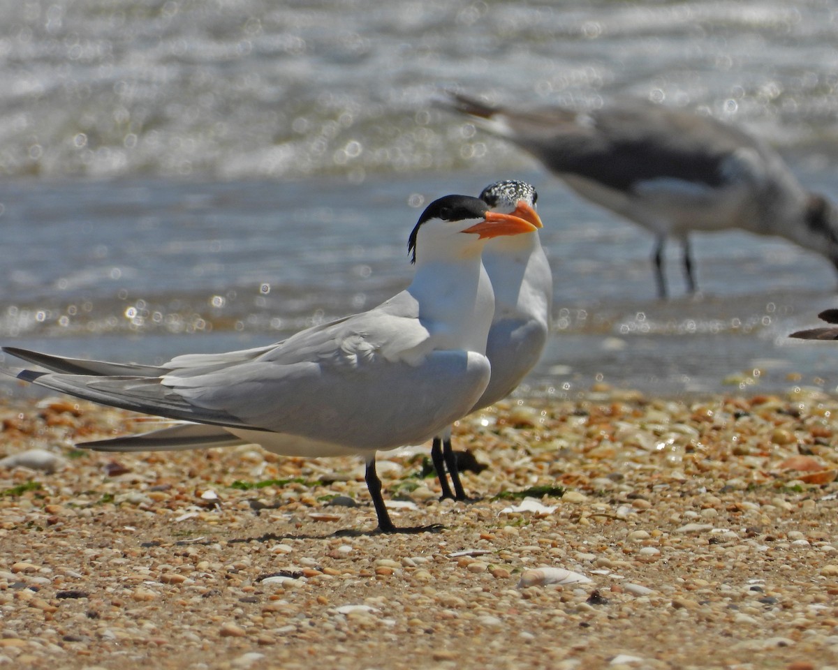 Royal Tern - ML620589169