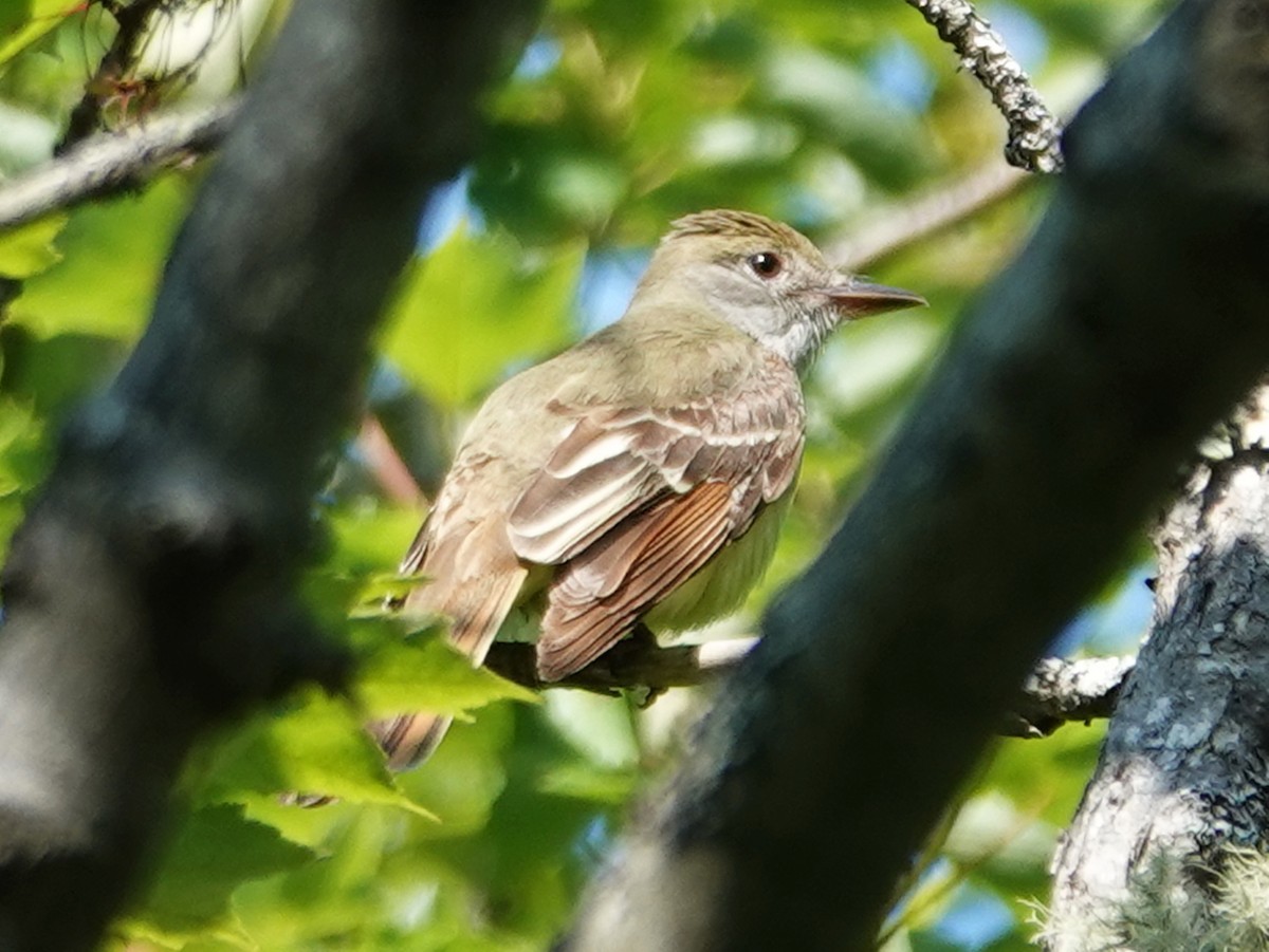 Great Crested Flycatcher - ML620589171