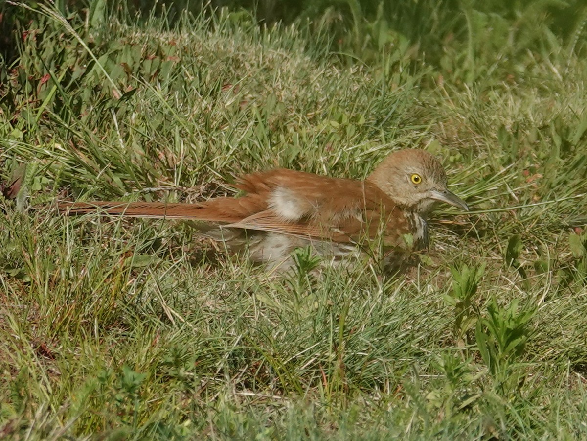 Brown Thrasher - ML620589185