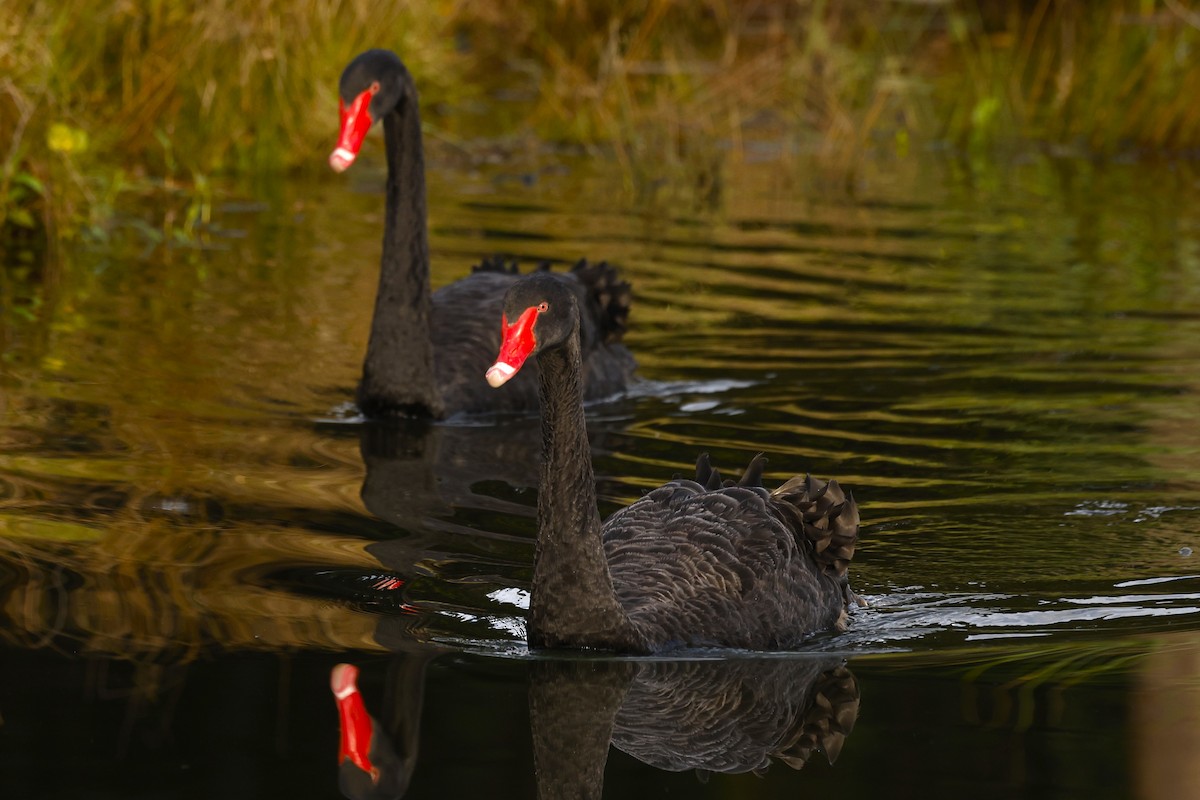 Black Swan - ML620589188