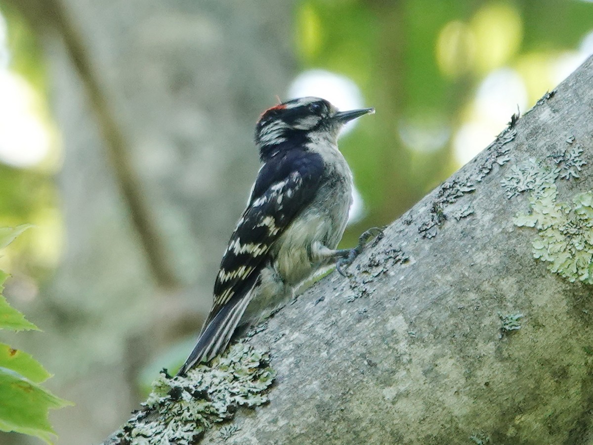 セジロコゲラ（pubescens／medianus） - ML620589190