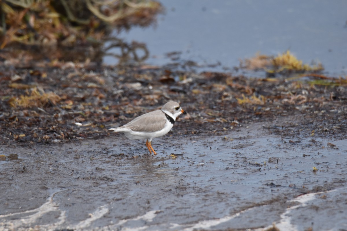 Piping Plover - ML620589191