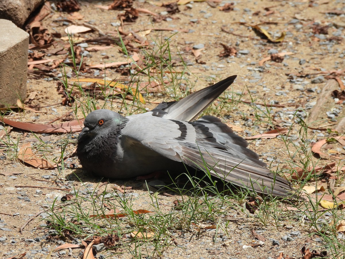 Rock Pigeon (Feral Pigeon) - ML620589192