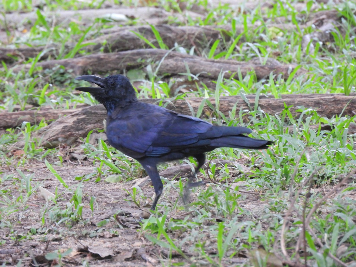 Large-billed Crow - ML620589207