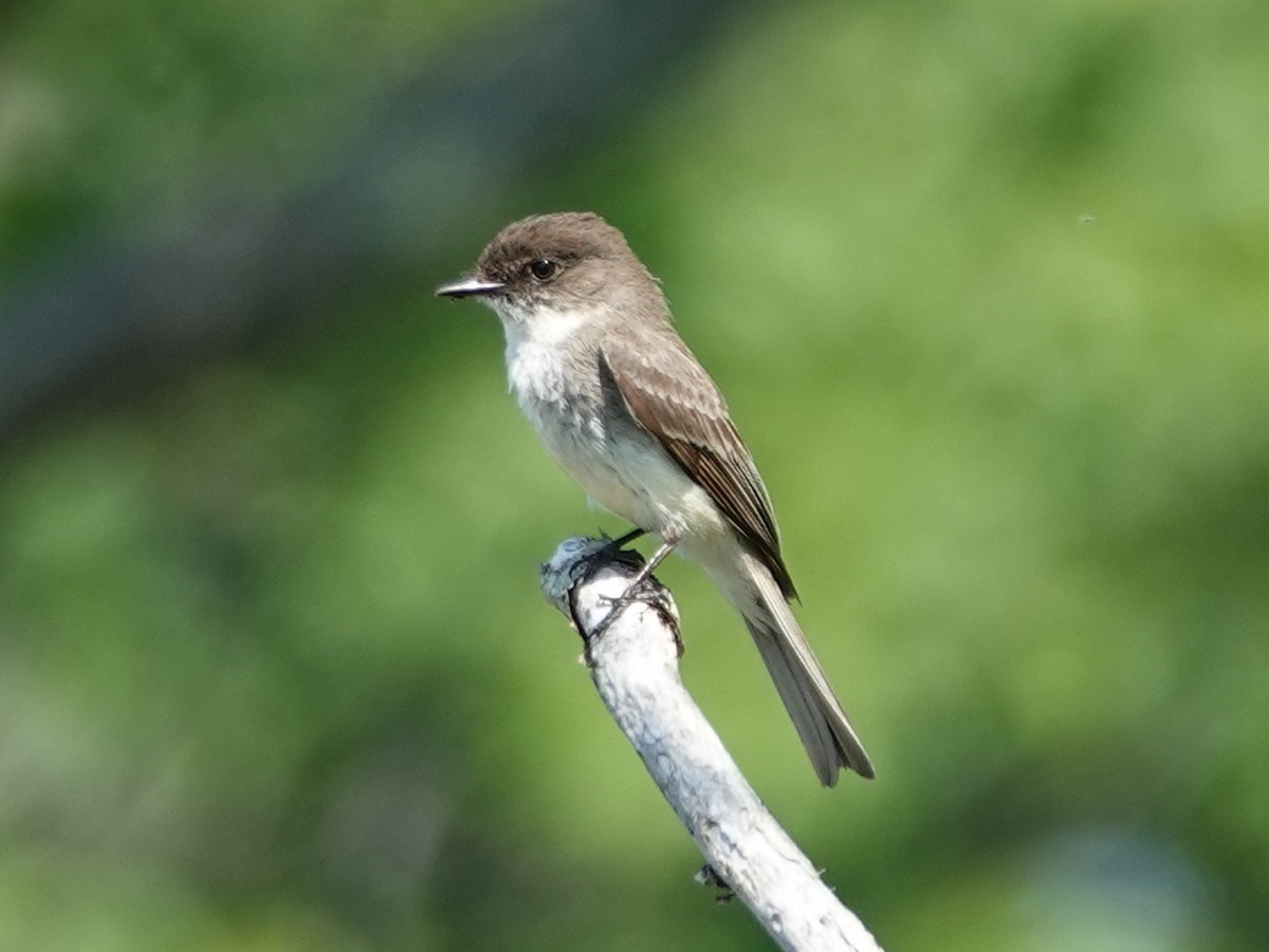 Eastern Phoebe - ML620589216