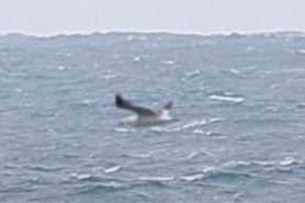 Black-tailed Gull - ML620589236