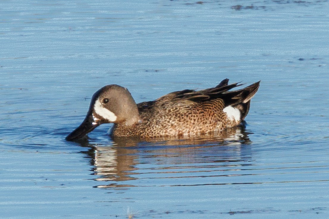 Blue-winged Teal - ML620589262