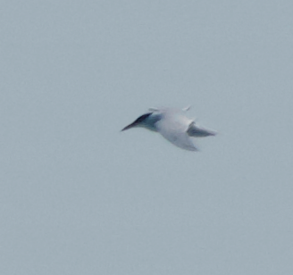 Caspian Tern - ML620589268