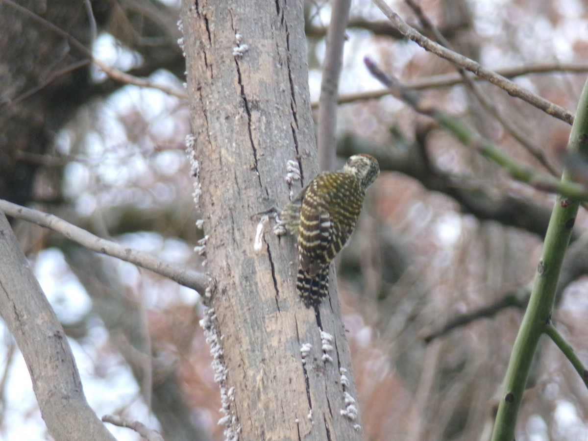 White-spotted Woodpecker - ML620589285