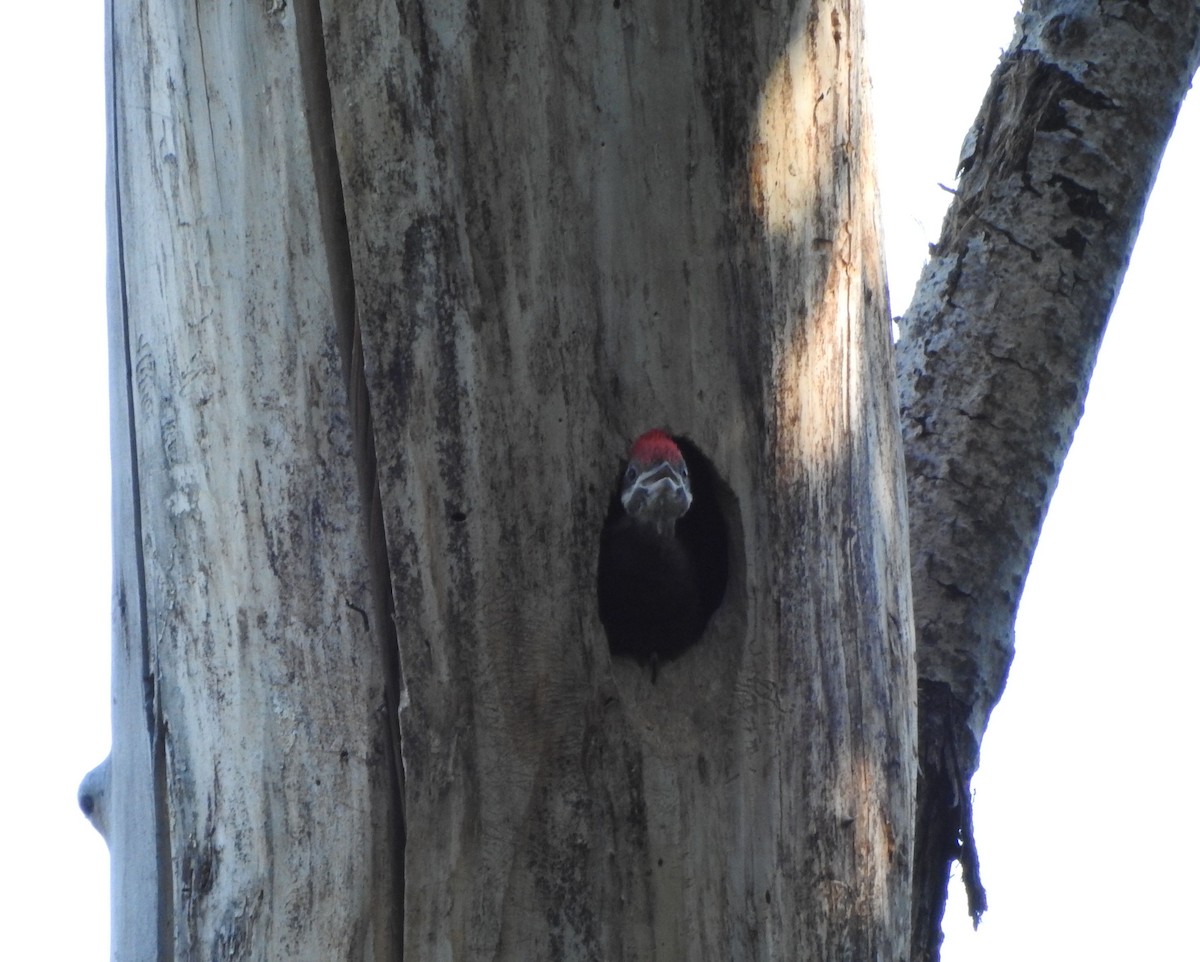 Pileated Woodpecker - ML620589289