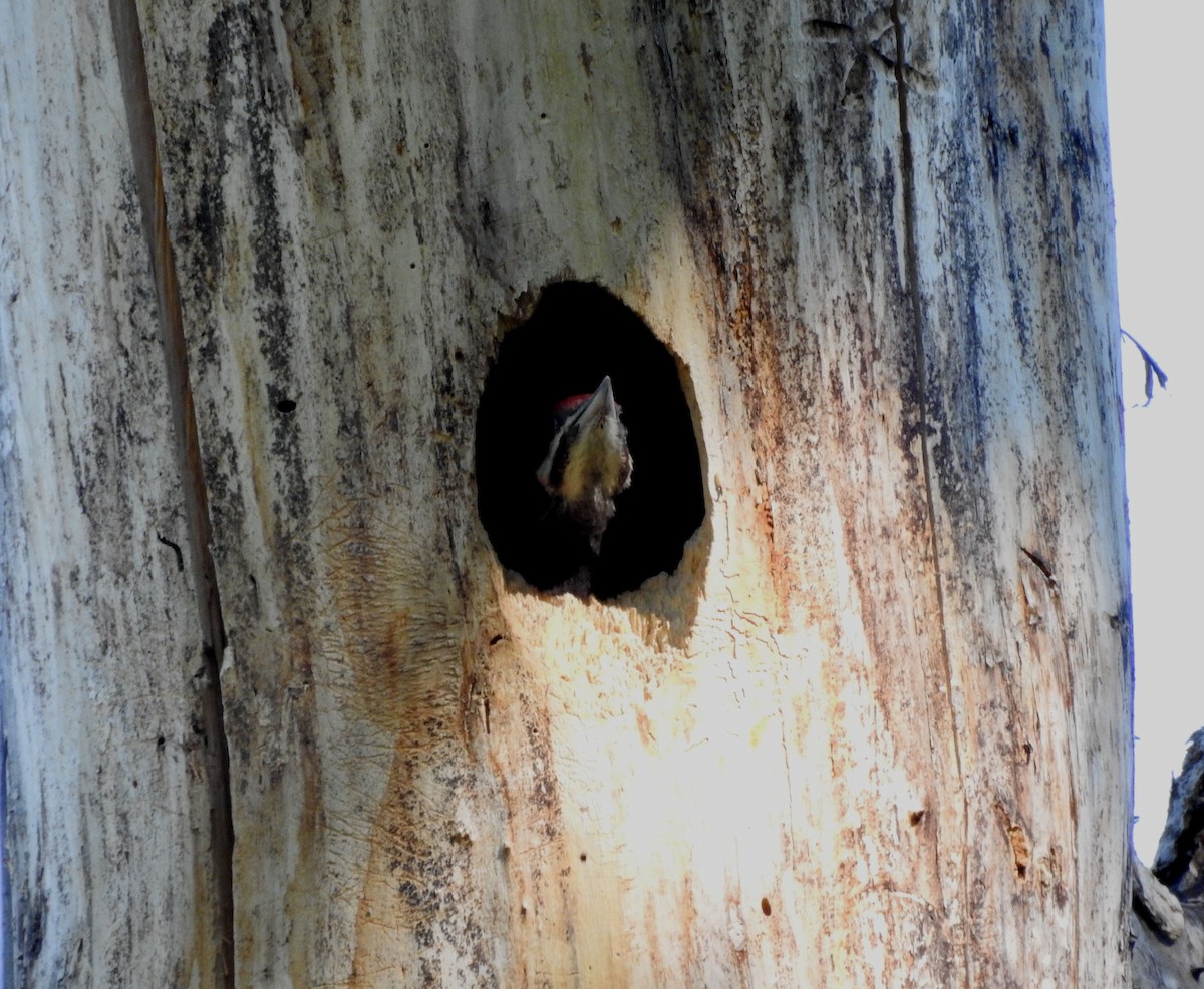 Pileated Woodpecker - ML620589290