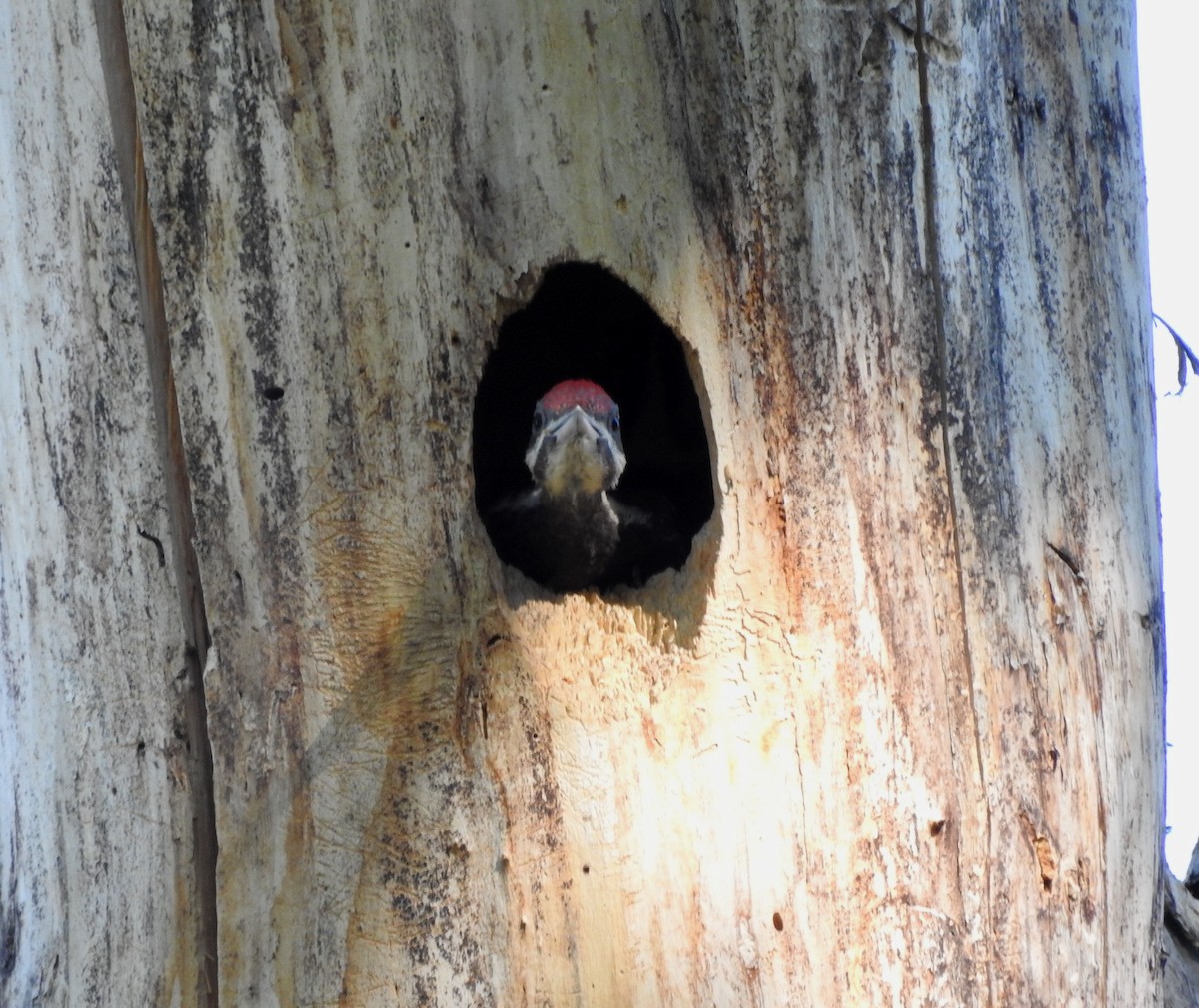 Pileated Woodpecker - ML620589291