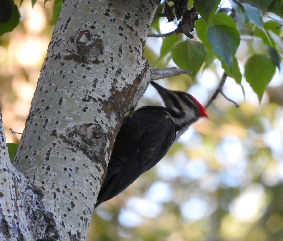 Pileated Woodpecker - ML620589292