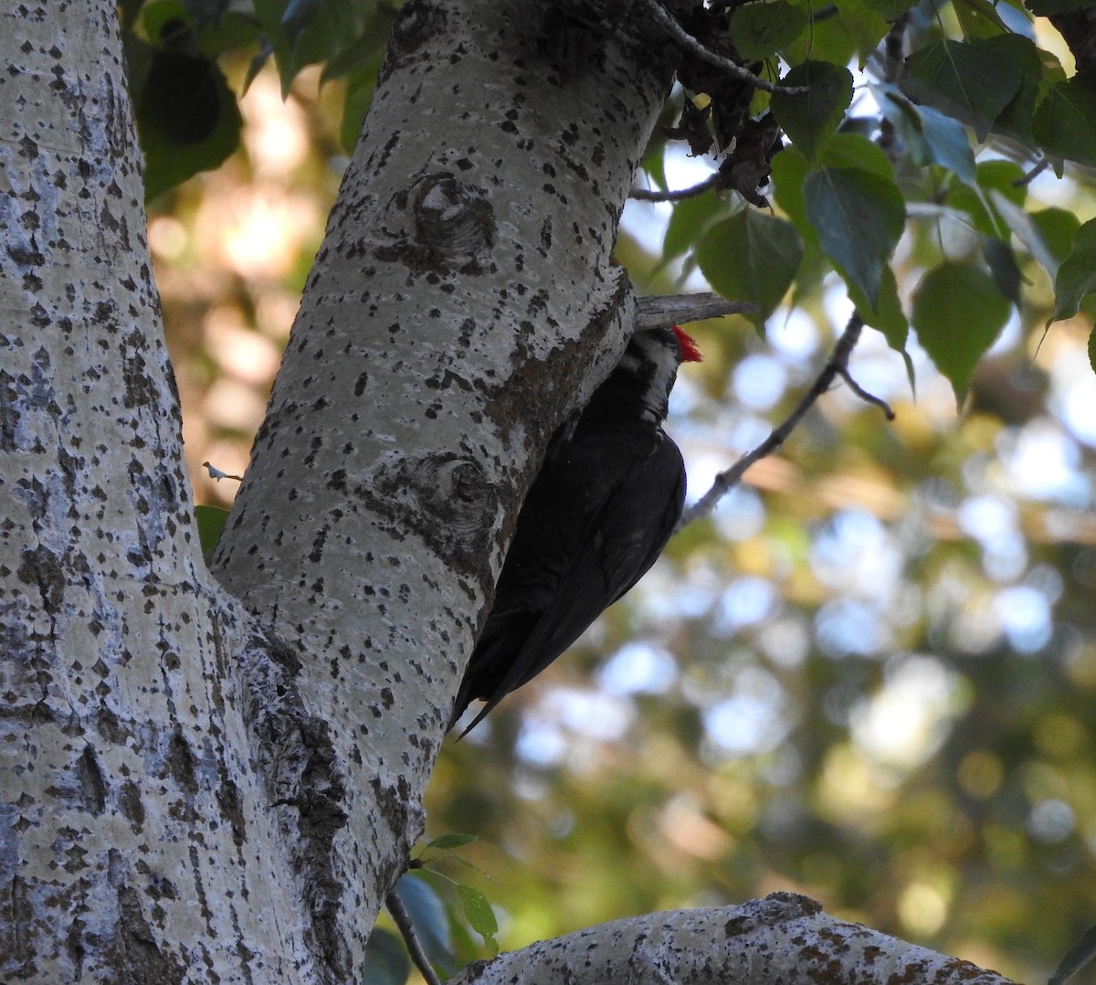 Pileated Woodpecker - ML620589294