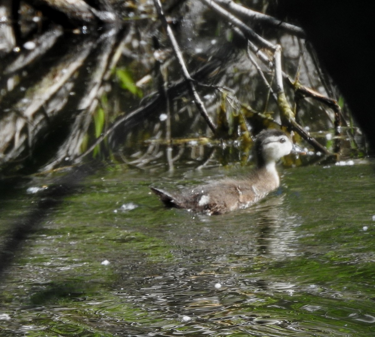 Wood Duck - Shane Sater