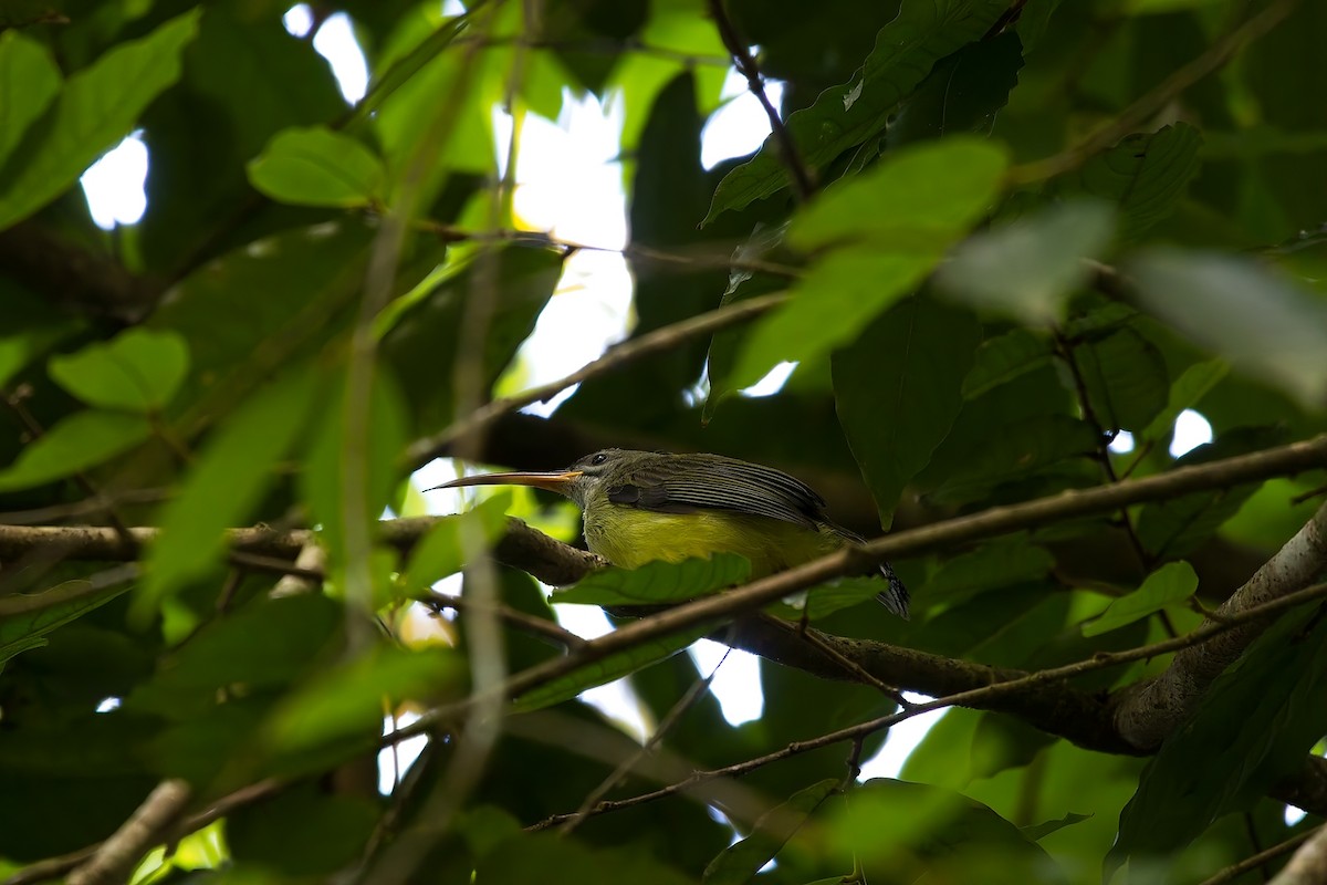 Little Spiderhunter - ML620589313