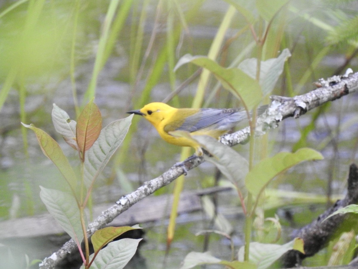 Prothonotary Warbler - ML620589315