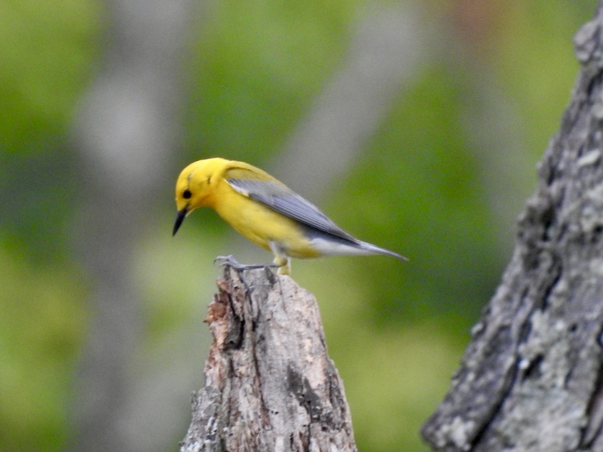 Prothonotary Warbler - ML620589316