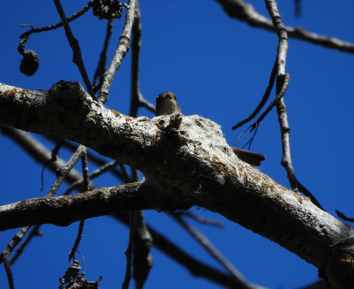 Western Wood-Pewee - ML620589321