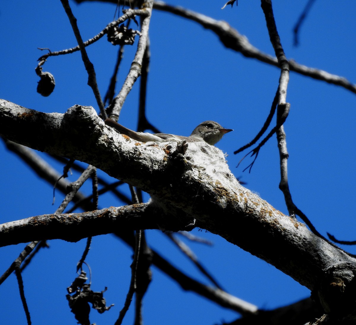 Western Wood-Pewee - ML620589326