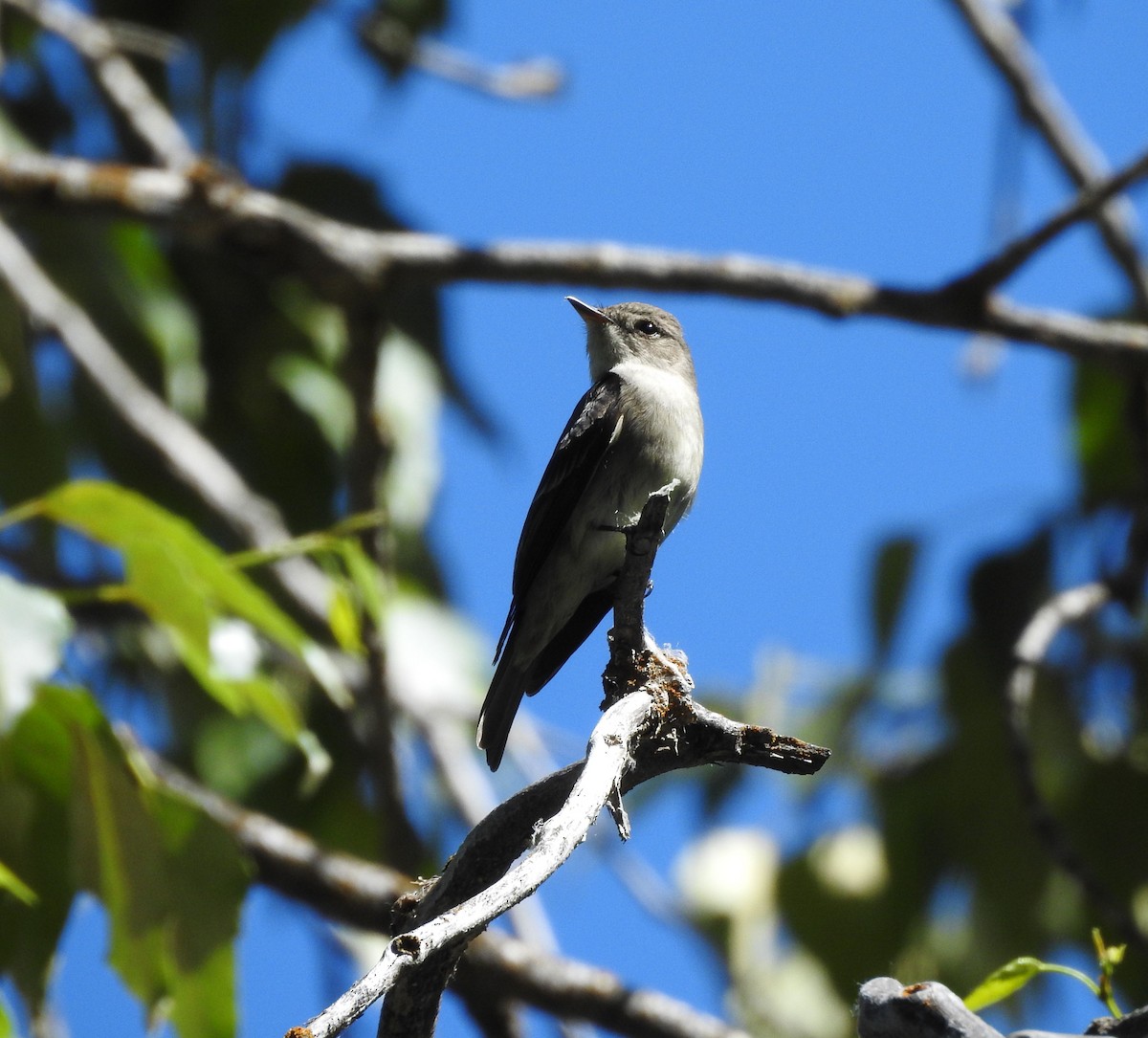 Western Wood-Pewee - ML620589327