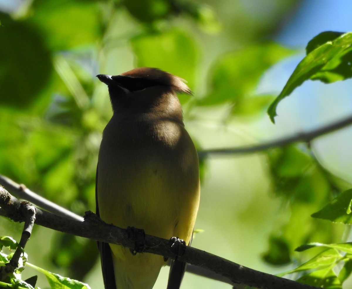 Cedar Waxwing - ML620589331