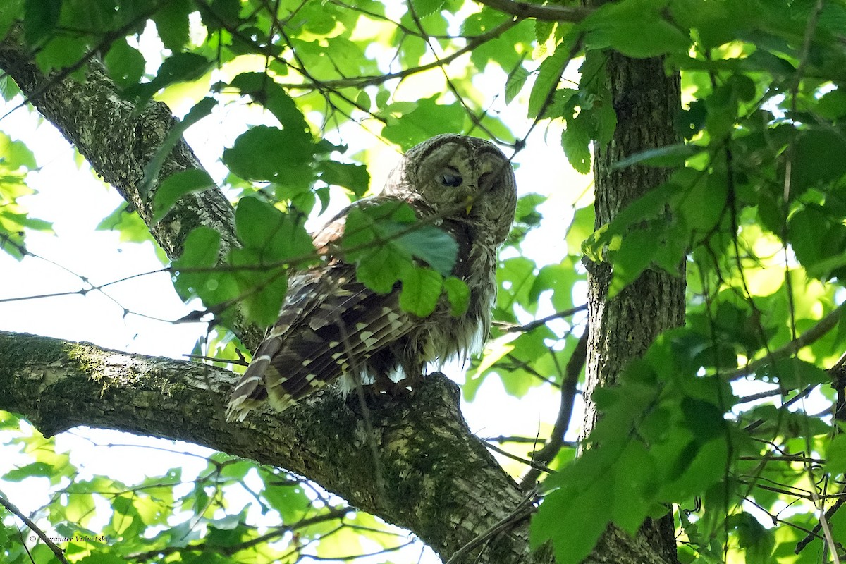 Barred Owl - ML620589332