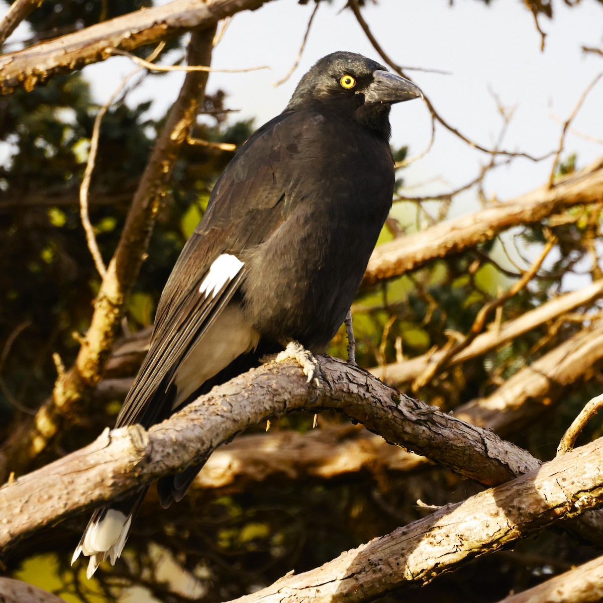 Pied Currawong - ML620589333
