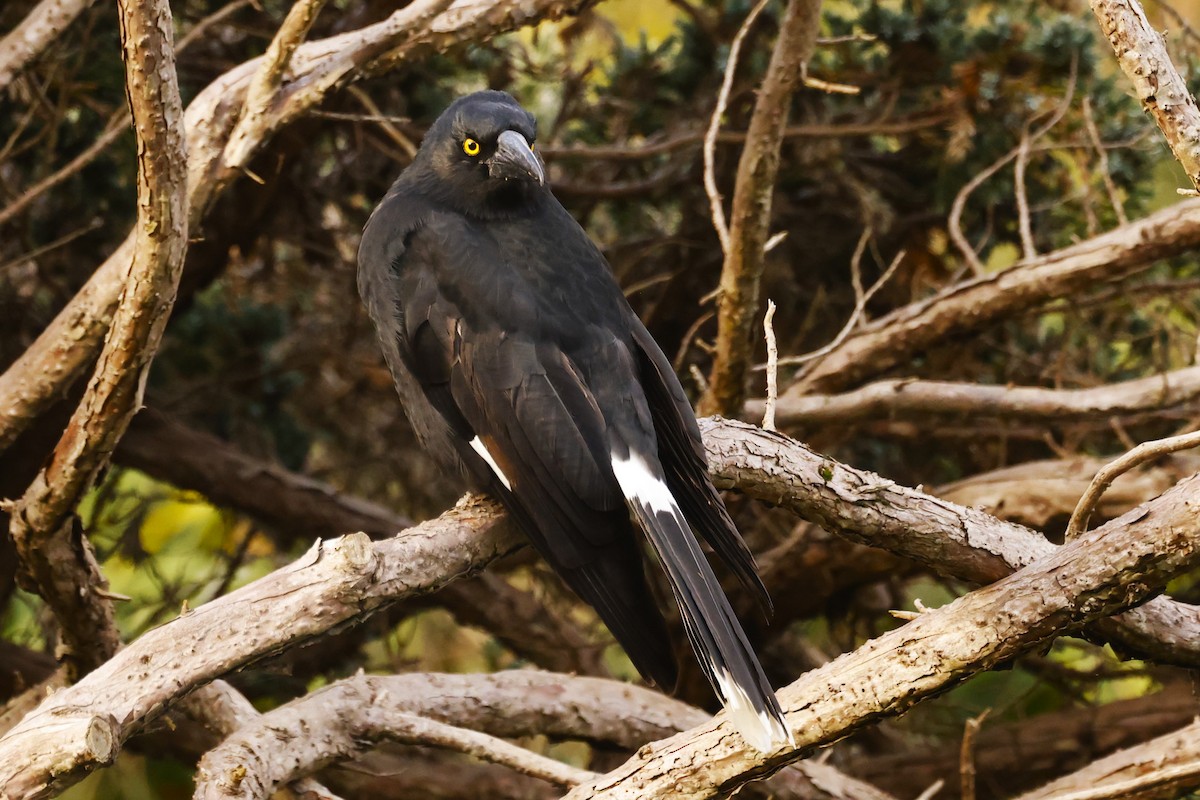 Pied Currawong - ML620589334