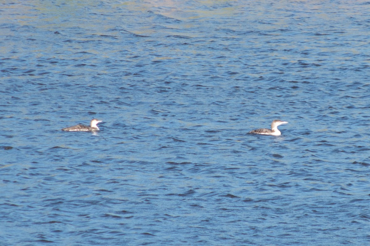 Common Loon - ML620589335