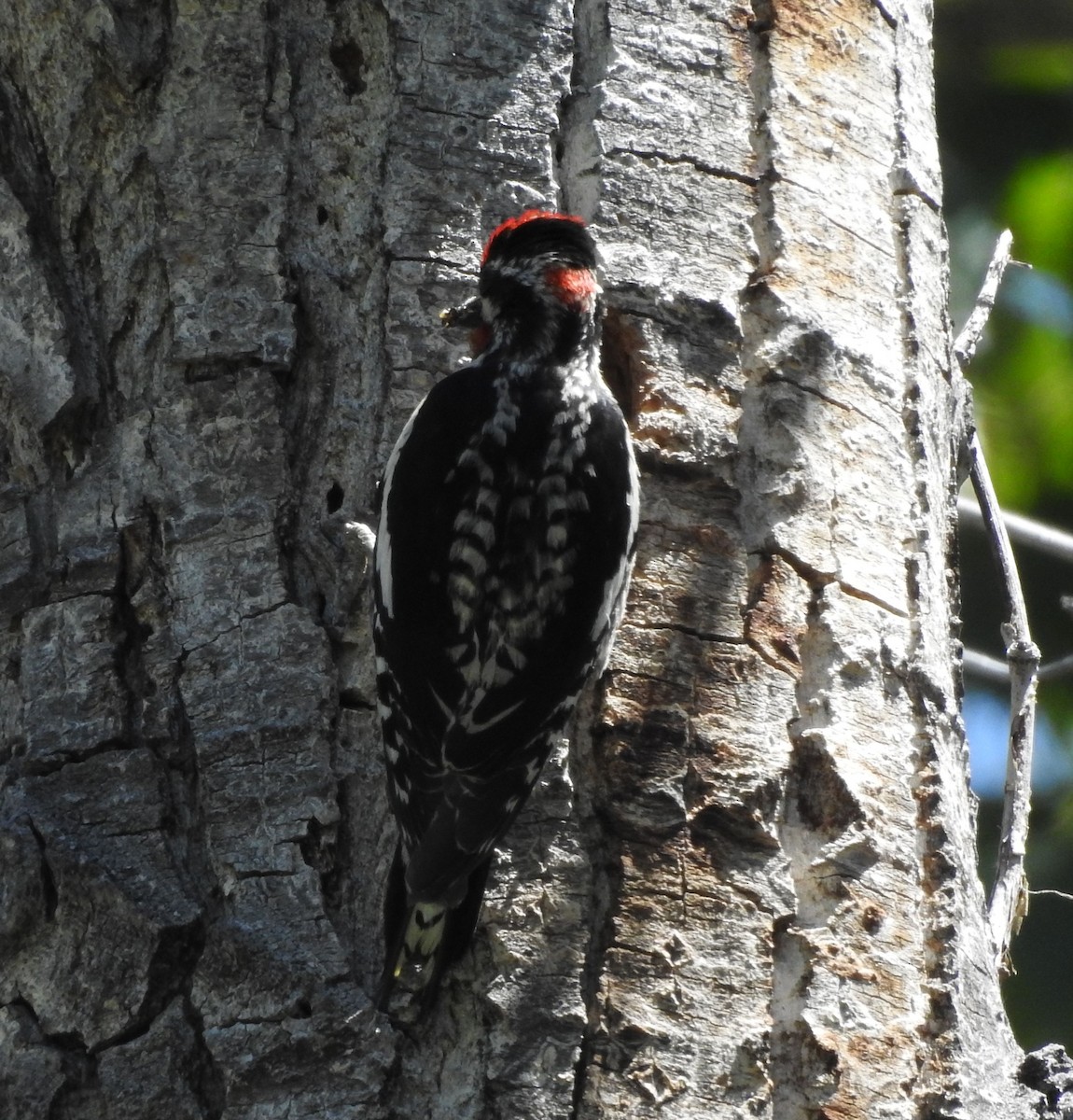 Red-naped Sapsucker - ML620589338