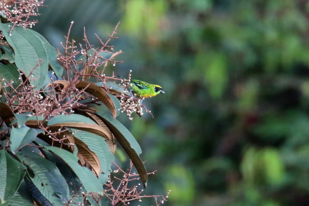 Green-and-gold Tanager - ML620589342