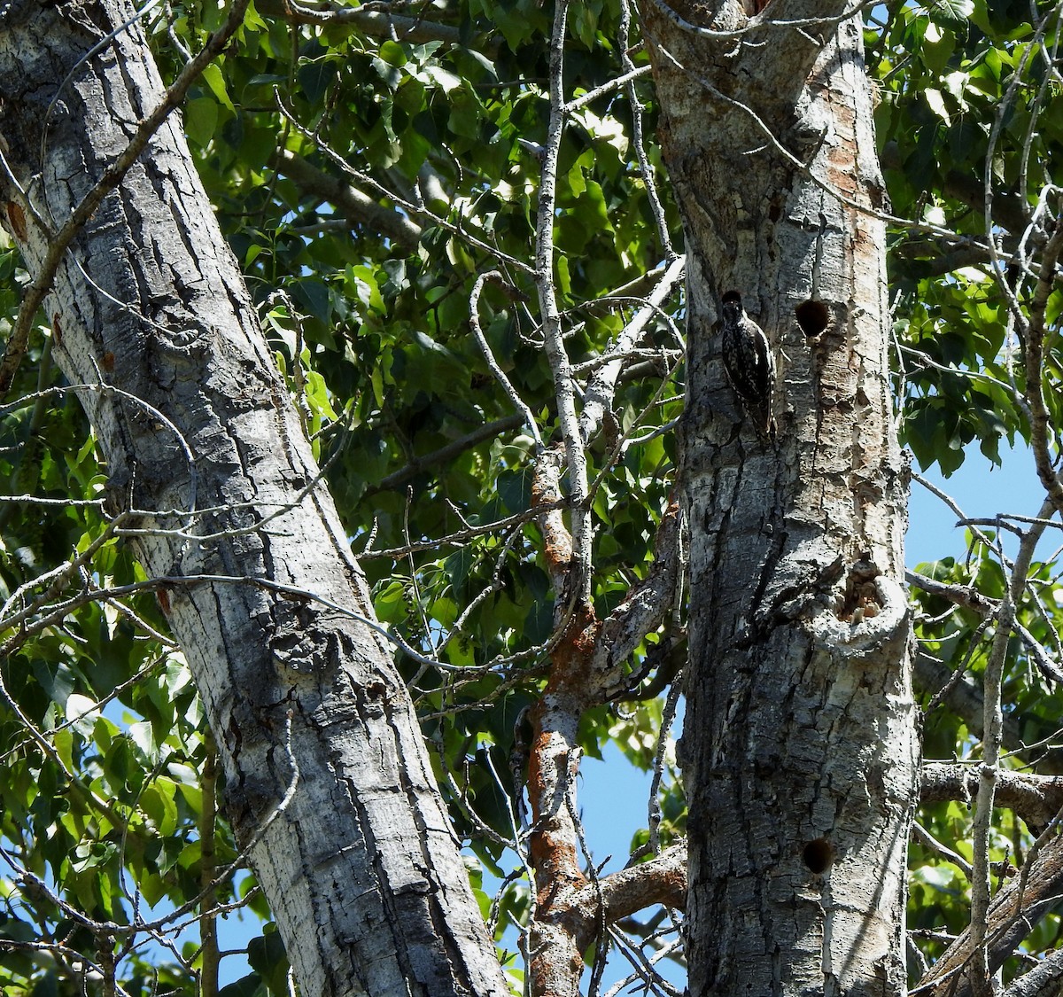 Red-naped Sapsucker - ML620589343