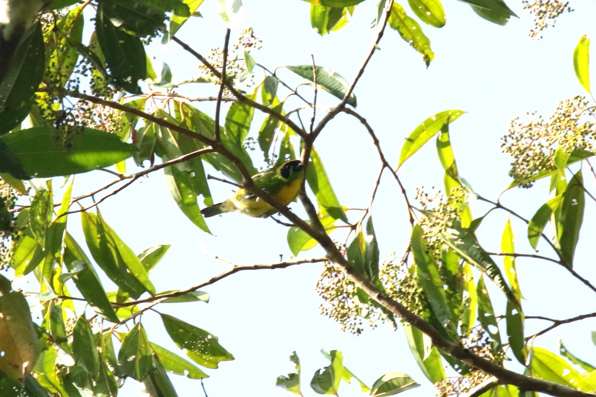 Green-and-gold Tanager - ML620589344