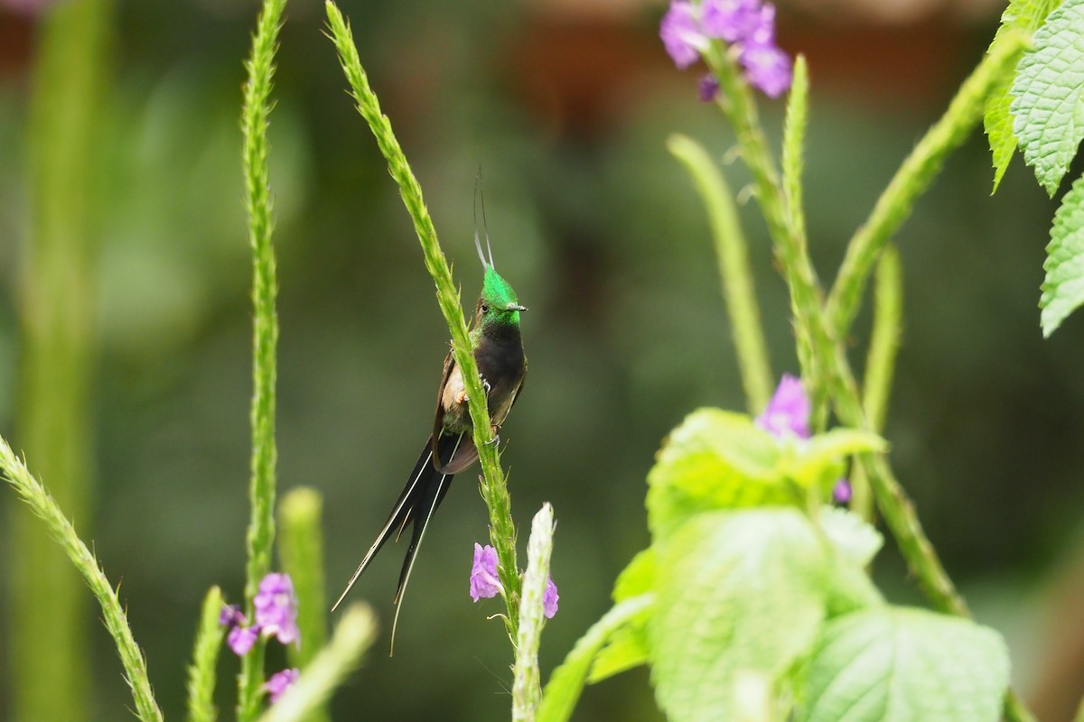 Wire-crested Thorntail - ML620589352