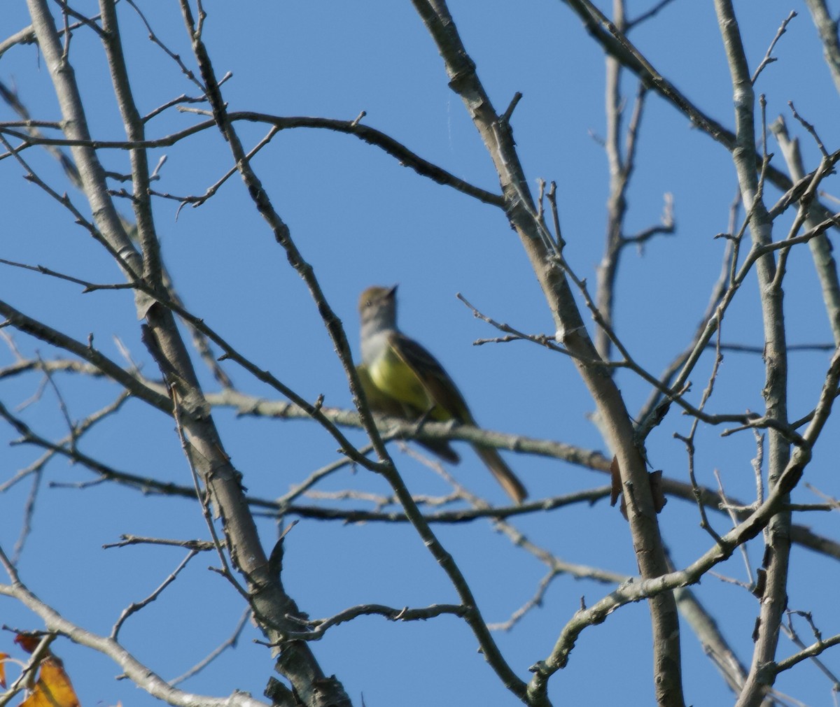 Great Crested Flycatcher - ML620589361