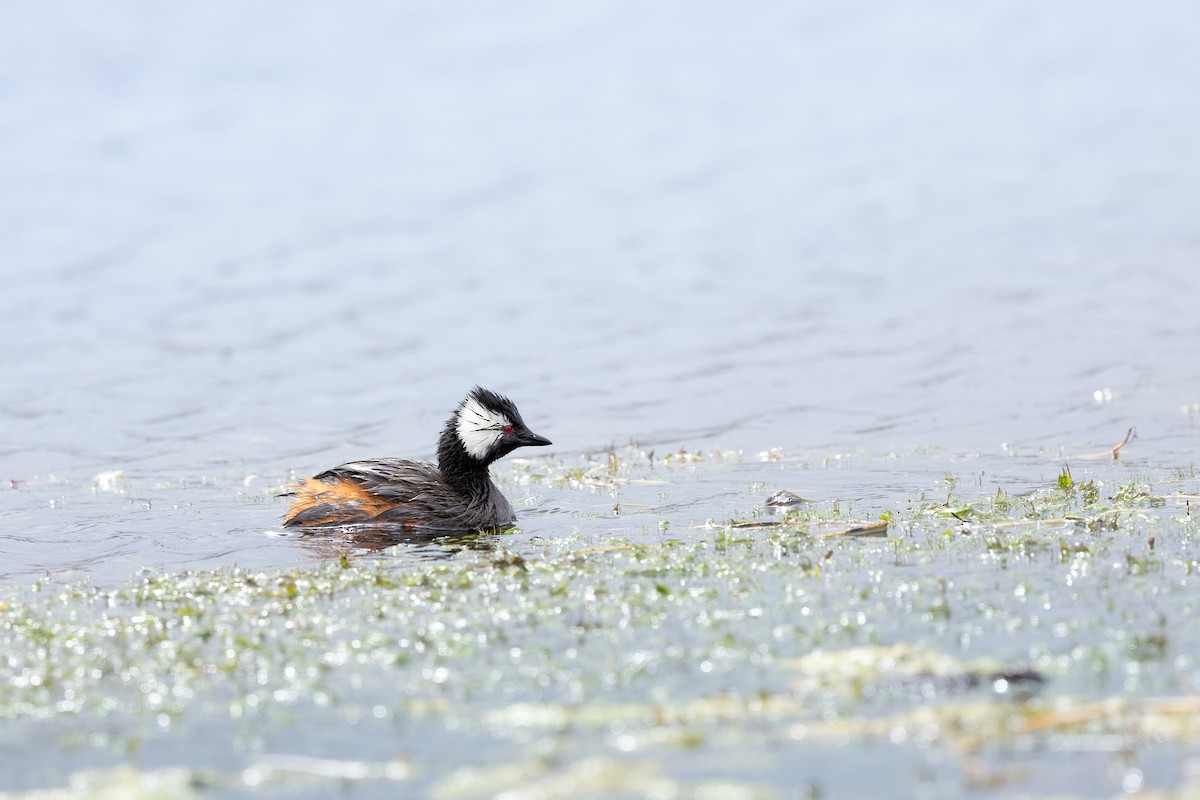 White-tufted Grebe - ML620589383