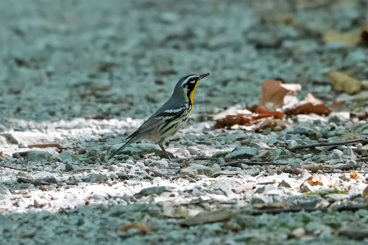 Yellow-throated Warbler - ML620589387