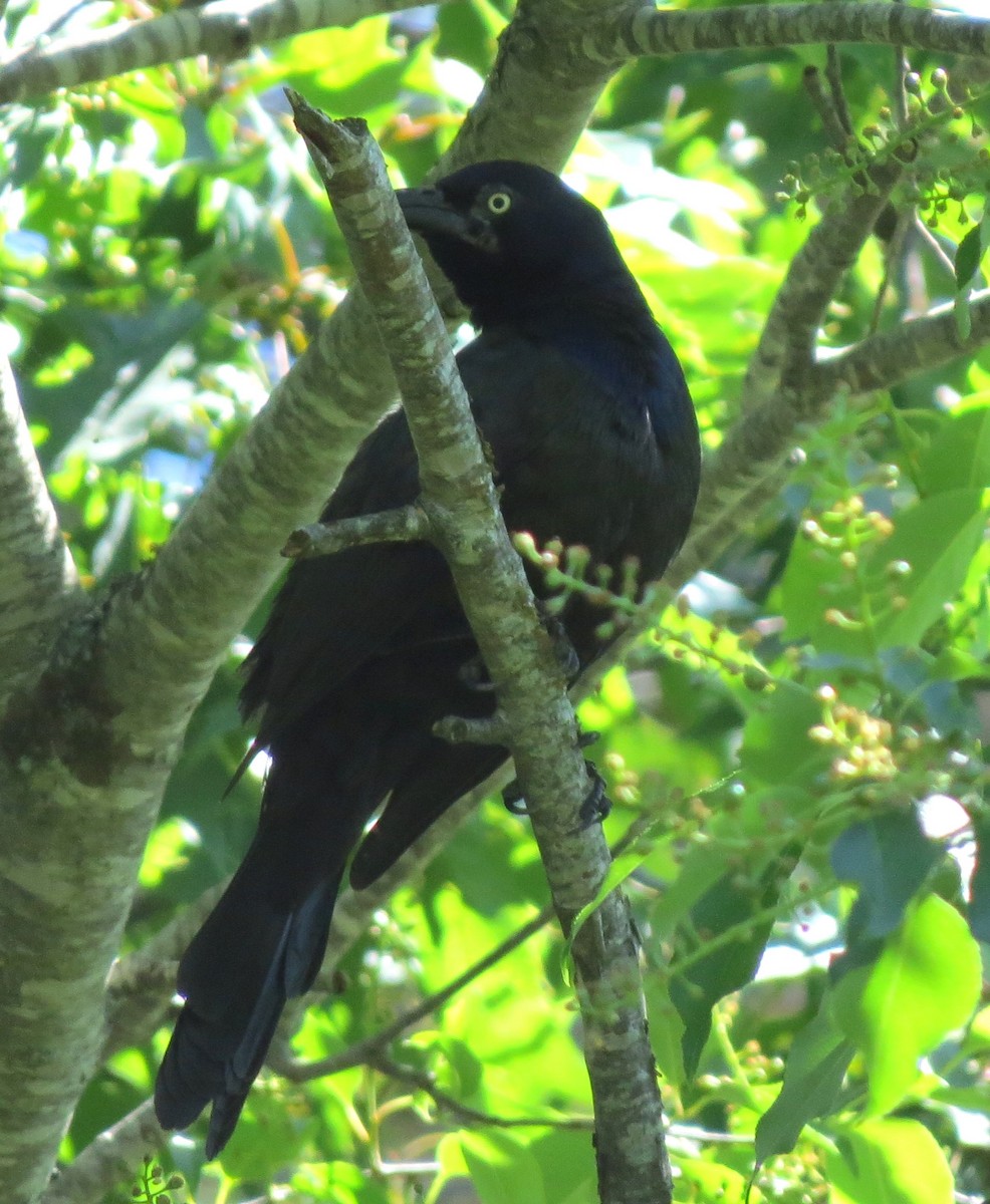 Common Grackle - ML620589388