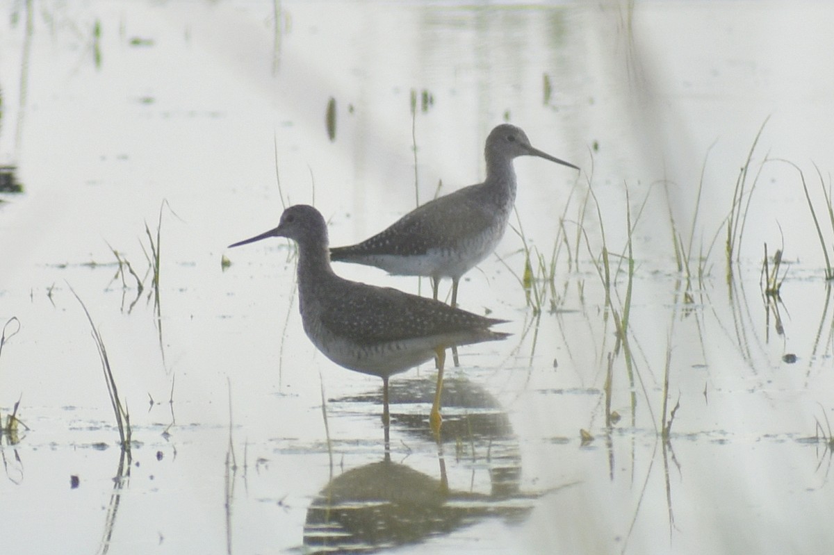 Greater Yellowlegs - ML620589401