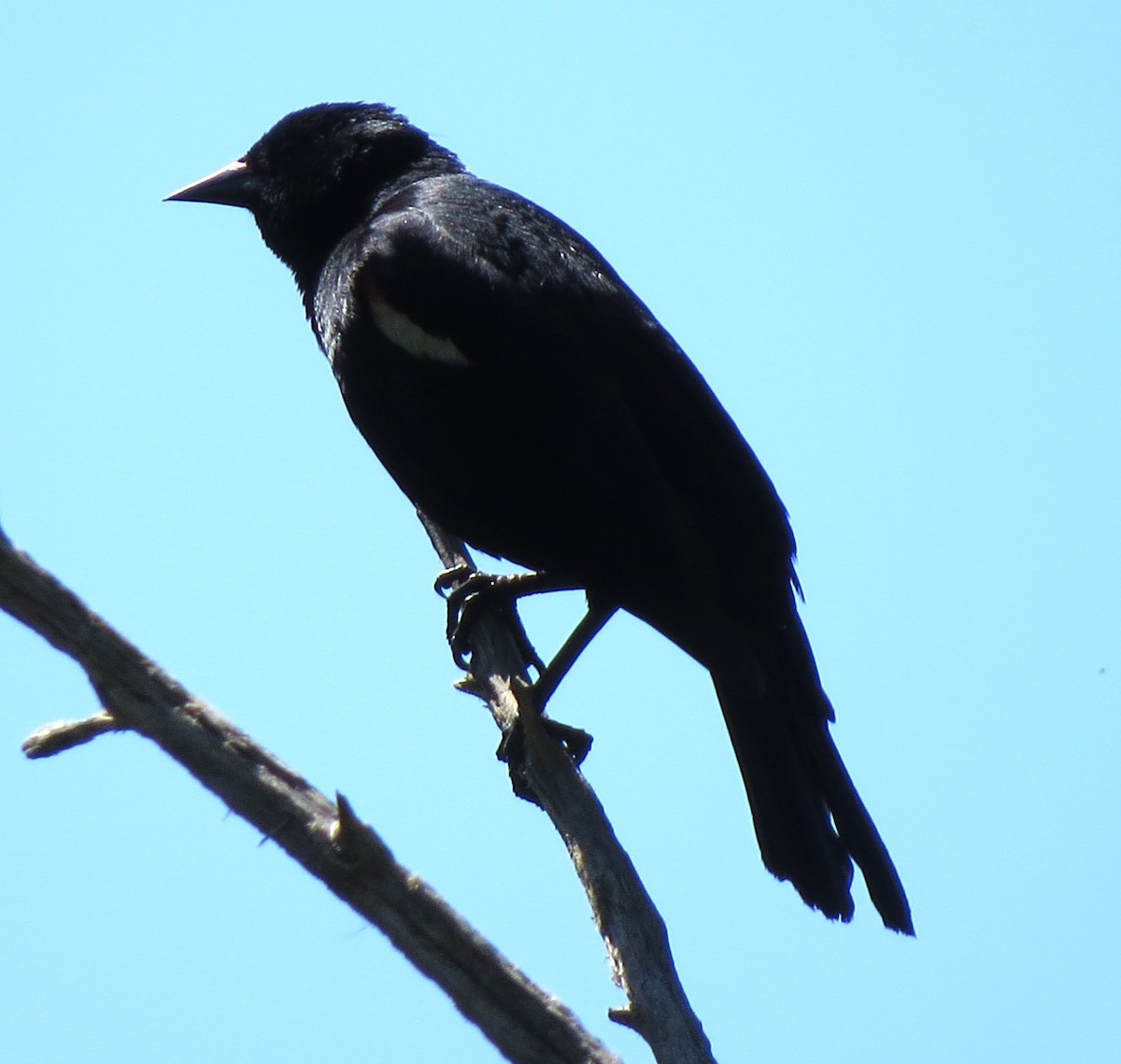 Red-winged Blackbird - James Hirtle