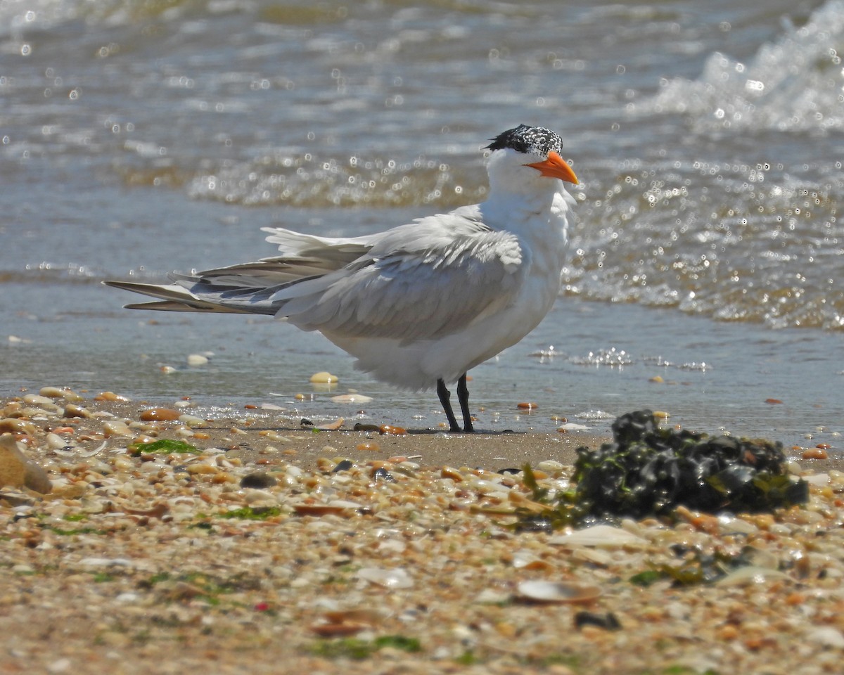 Royal Tern - ML620589446