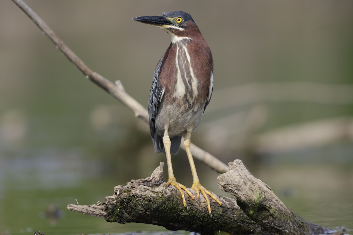 Green Heron - ML620589453