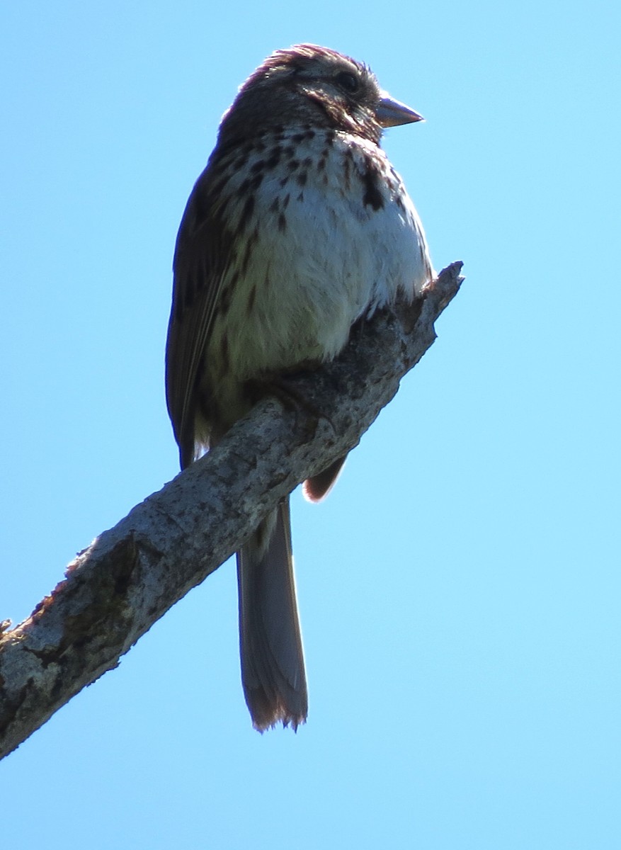 Song Sparrow - ML620589454