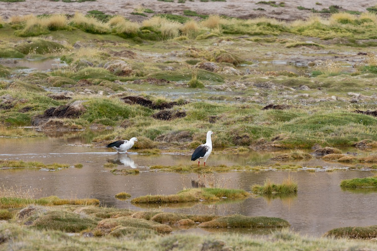 Andean Goose - ML620589456