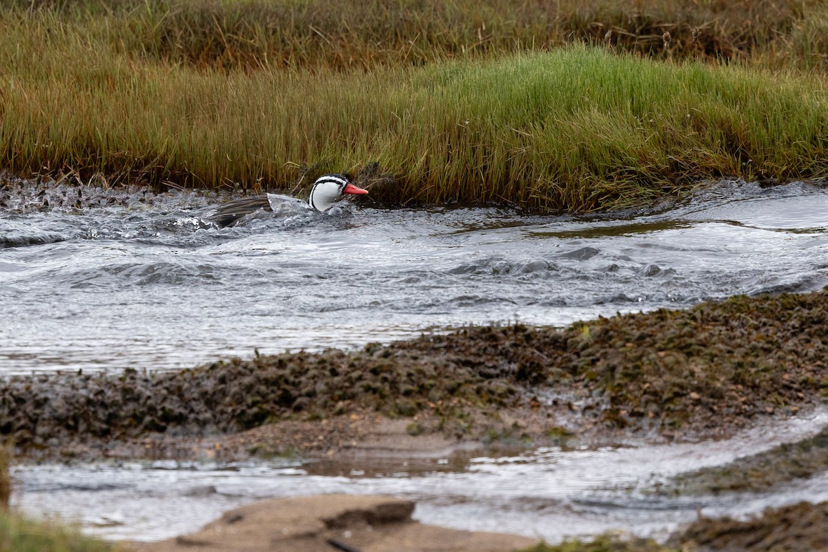 Torrent Duck - ML620589459